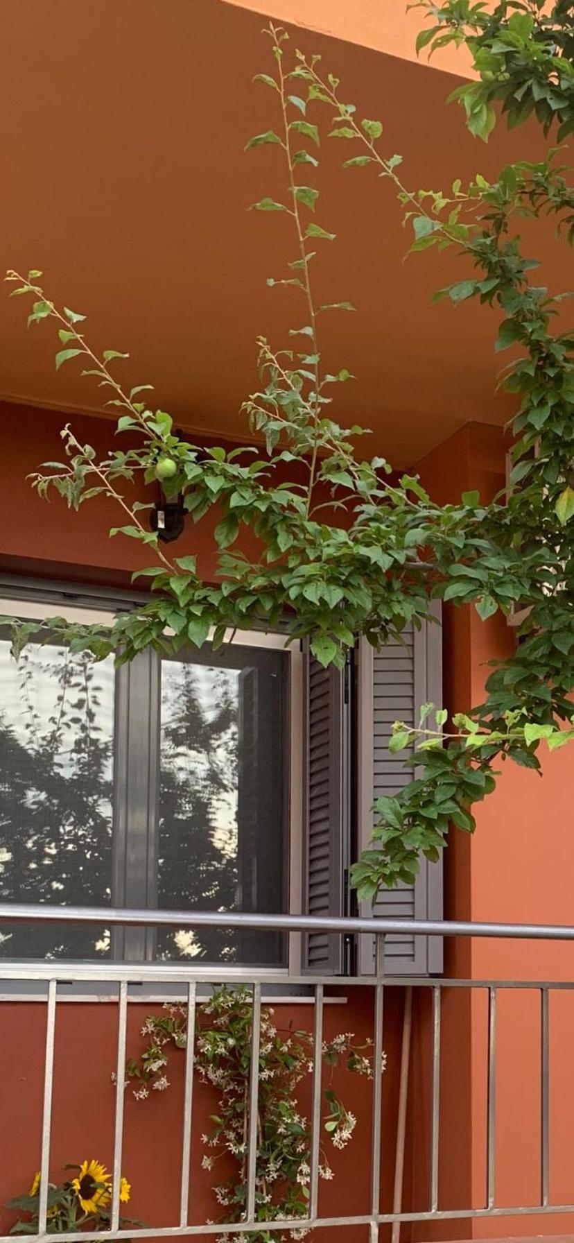 Apartment Lefkas